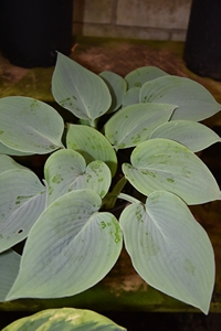 Hosta Halcyon